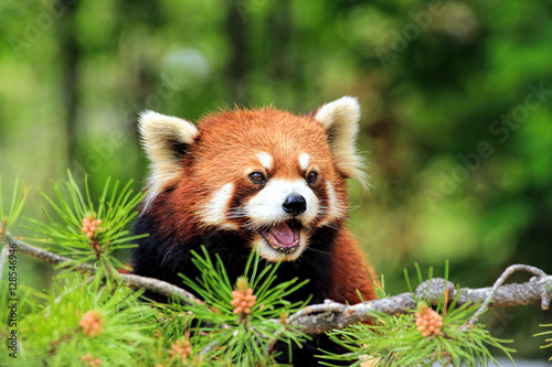 Cuadros en Lienzo Close-Up Of A Red Panda Looking Away