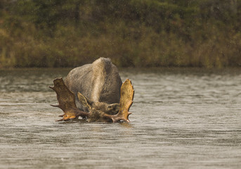 Wall Mural - paddles up - a bull moose with very large antler paddles dunks his head underwater in search of vege