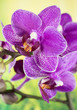 Flowers - Orchidea, Orchid