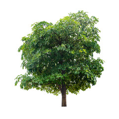 green tree isolated on white background