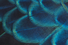 Close-up Peacock Feathers