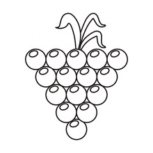 Grape Grown Organic Fruit Nature Outline Vector Illustration Eps 10