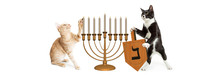 Hanukkah cats
