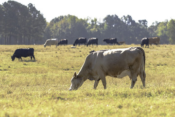 Wall Mural - Blond cow grazing with herd in background