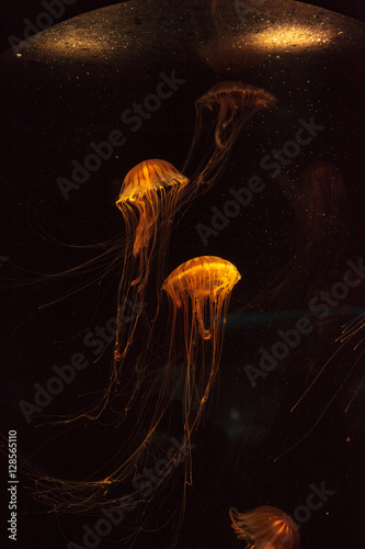 Japanese sea nettle Jellyfish, Chrysaora pacifica, can range in color from gold to red. Their dark stripes extend from the top to the bottom of the bell.