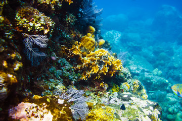 Underwater life in the tropics