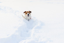 Small Dog Walking In Deep Snow On Winter Path