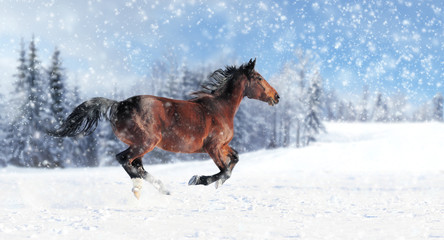 Wall Mural - horse runs gallop