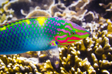 Colorful Tropical Fish