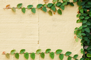 Wall Mural - Wall texture with green creeper plant / Ficus pumila L.