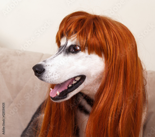dog with red wig