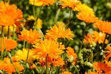 Close Up From Orange Flowers On A Meadow
