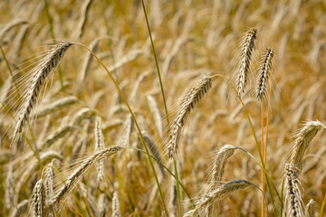 Close up from golden summer cornfield