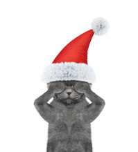 Santa Cat Sadness Hide Its Eyes