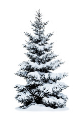 Winter Christmas tree covered with snow on white