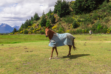 horse wear cloak with a mountain view