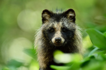 Wall Mural - raccoon dog portrait. wild animal. forest wildlife.