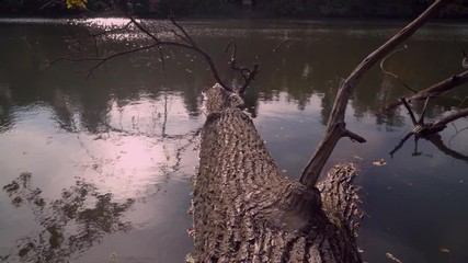 Poster - broken tree lying in water. Beautiful nature in forest. Autumn landscape calm background with different trees and lak