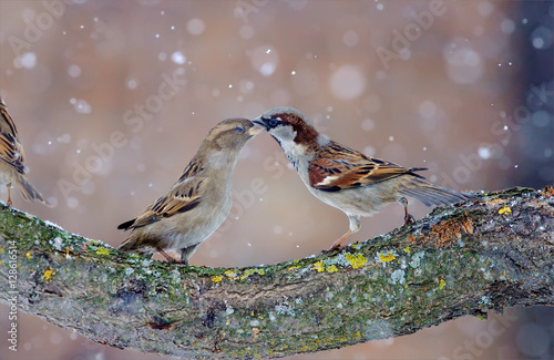 Fotomural House sparrows dancing in blizzard