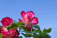 Fresh Fragrant Bloom Pink Roses