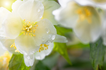 beautiful jasmine flowers