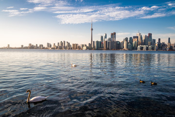 Sticker - Toronto Skyline and swans swimming on Ontario Lake - Toronto, Ontario, Canada