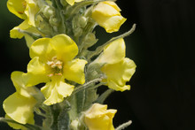 Yellow Mullein Flower Closeup On A Green Background