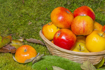 Wall Mural - apples in a basket in the fall garden