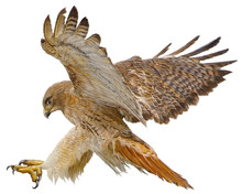Red Tail Hawk Landing Attack Hand Draw And Paint Vector Illustration.
