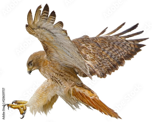 Cuadros en Lienzo Red tail hawk landing attack hand draw and paint vector illustration