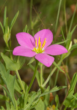 Meadow Pink, Sabatia Campestris Flower In Summer
