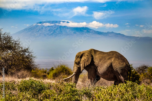 Fotografie, Obraz Elephants around a watering hole in Amboseli National Park, Kenya, October 2016