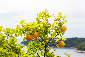 Oranges  tree in Croatia