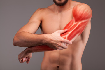 Wall Mural - Human arm musculature. Anatomy of human arm.