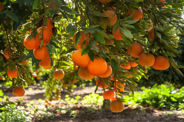 Branches with the fruits of the tangerine trees