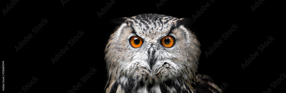 Portrait of a Beautiful Owl. Owl on black background - obrazy, fototapety, plakaty 