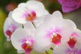 Fototapeta Storczyk - Beautiful Orchid Flower in the orchid garden, ChiangmaiThailand