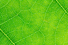 Leaf Texture, Leaf Background For Design With Copy Space For Text Or Image. Leaf Motifs That Occurs Natural.