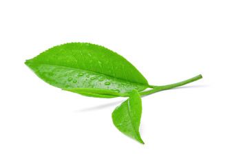 leaves Fresh green tea with drops of water isolated on white bac