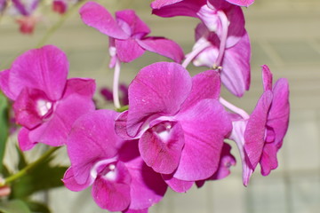 Violet orchid phalaenopsis. Bouquet of flowers orchids