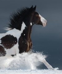 Wall Mural - American Paint horse running gallop across a winter snowy field