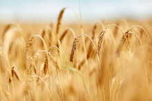 Cereal Field With Spikelets Of Ripe Rye Or Wheat
