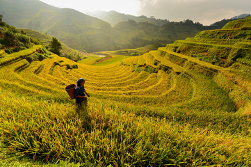 Wall Mural - Rice fields on terraced of Mu Cang Chai, YenBai, Vietnam