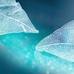 Aufkleber - White transparent skeleton leaves with beautiful texture on a blue abstract background blurred with round bokeh water drops close-up macro. Romantic gentle artistic image.