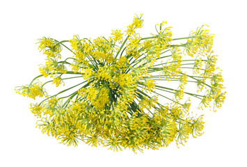 Sticker - Wild fennel flowers