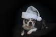 Boston terrier dog with christmas disguise in front of black backdrop