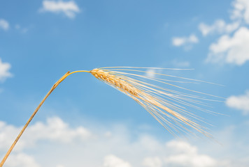 golden ear of wheat against the blue sky