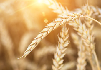 organic golden ripe ears of wheat in field