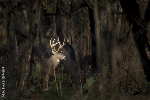 A large Whitetail Deer buck stands in a spotlight of sun in the woods early one morning Poster