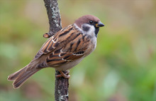 Eurasian Tree Sparrow Perched Backview